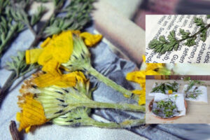 Pflanzen sind reizvoll. Man kann vieles damit machen. Bild: Flickr / CC / silvmedia.de