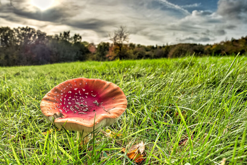 Eine Wiese, ganz nah beim Jagdschloss Platte. Bild: ©2017 Eric Meier / Flickr