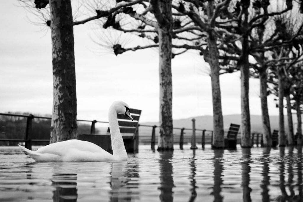 „Sing, sing, was geschah?“ Einer ward noch gesehen. _ Hochwasser am Schiersteiner Hafen. @2018 Stella Strobl