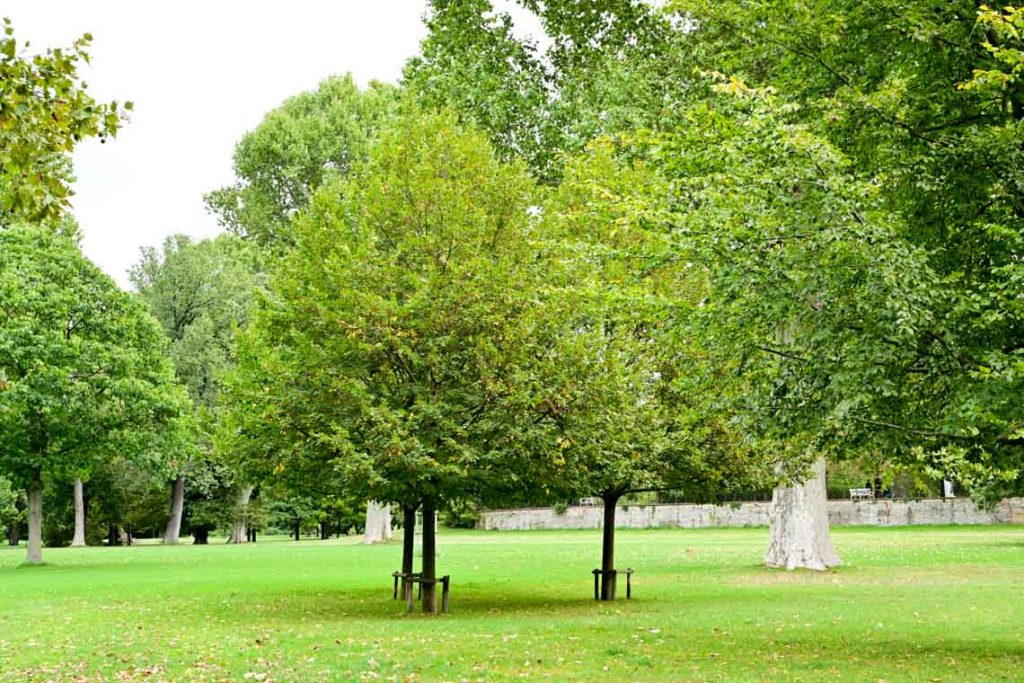 Herbstimressionen rund um den Biebricher Schloßnark.