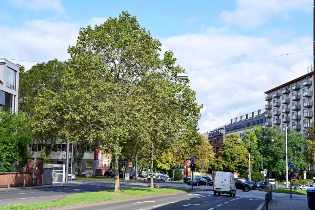 Herbstimpressionen an der Biebricher Allee ©2019 Volker Watschounek