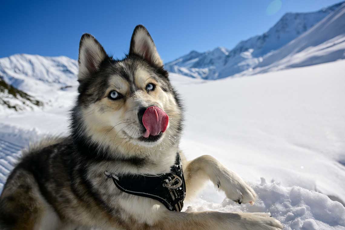 Pitztaler Gletscher