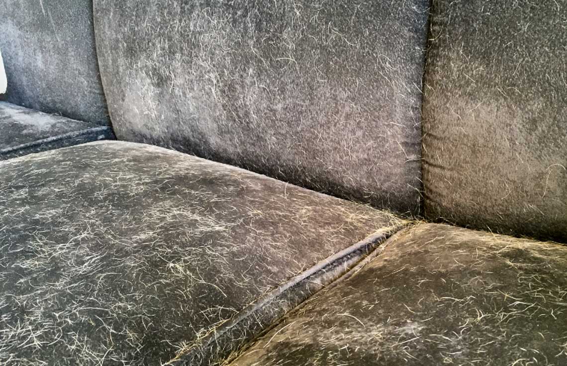 Tierhaare auf dem Sofa