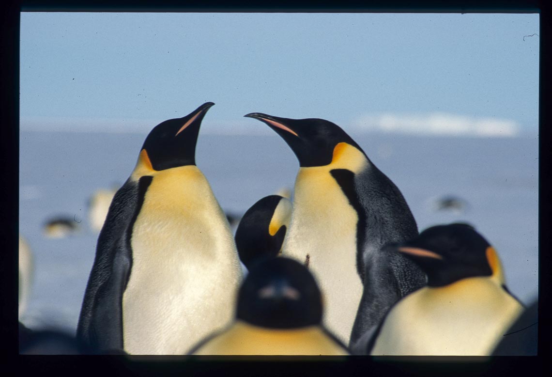 Pinguine in der Arktis von Ursula Stüwe