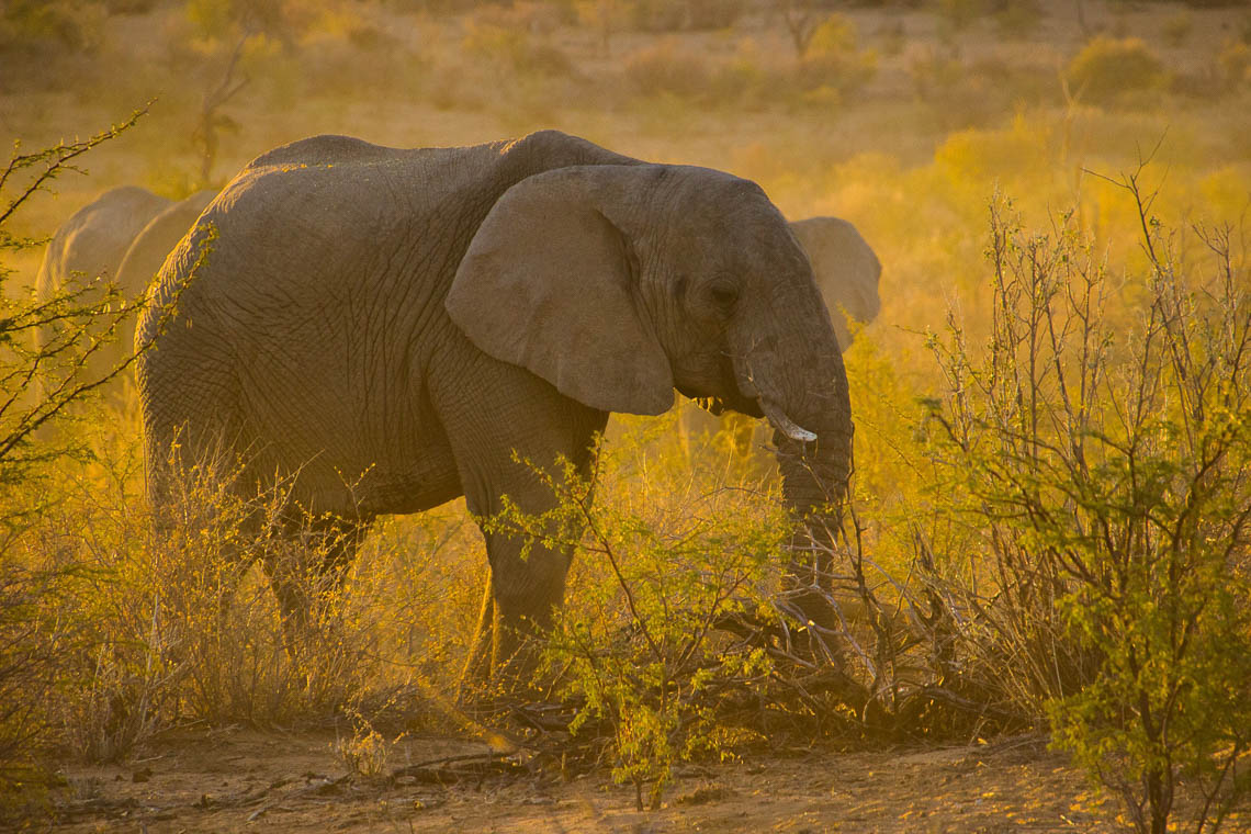 Elefant bei Sonnenuntergang in Namibia