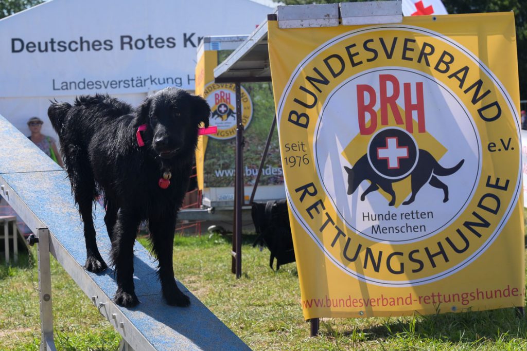 Die BRH Rettungshunde Rhein-Main e.V. laden am 17. August zum Schnuppertag nach Frankfurt ein. Gesucht werden engagierte Ehrenamtliche mit oder ohne Hund. Die Rettungshundearbeit ist anspruchsvoll, erfüllend – und beginnt mit einem neugierigen Blick aufs Trainingsgelände.