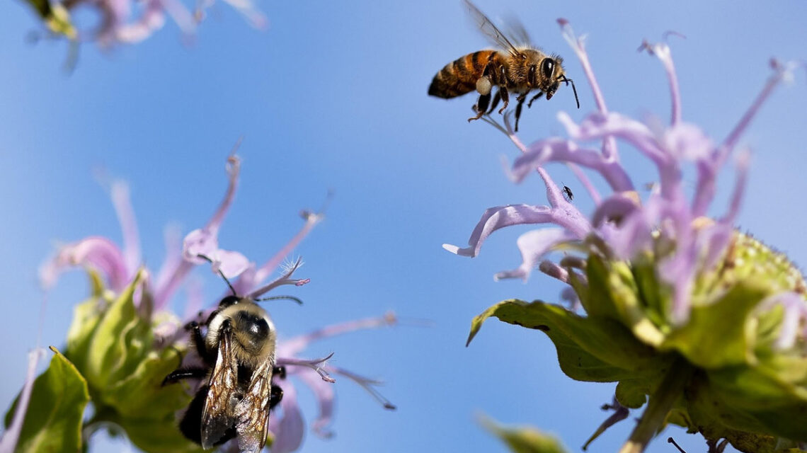 Wildblumen im Kasten: Wie Balkon und Garten zu lebendigen Mini-Biotopen werden.