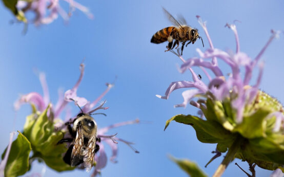 Wildblumen im Kasten: Wie Balkon und Garten zu lebendigen Mini-Biotopen werden.