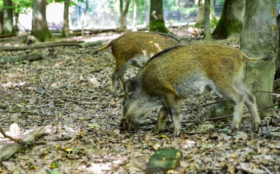Junge Schweine, Wildscheine