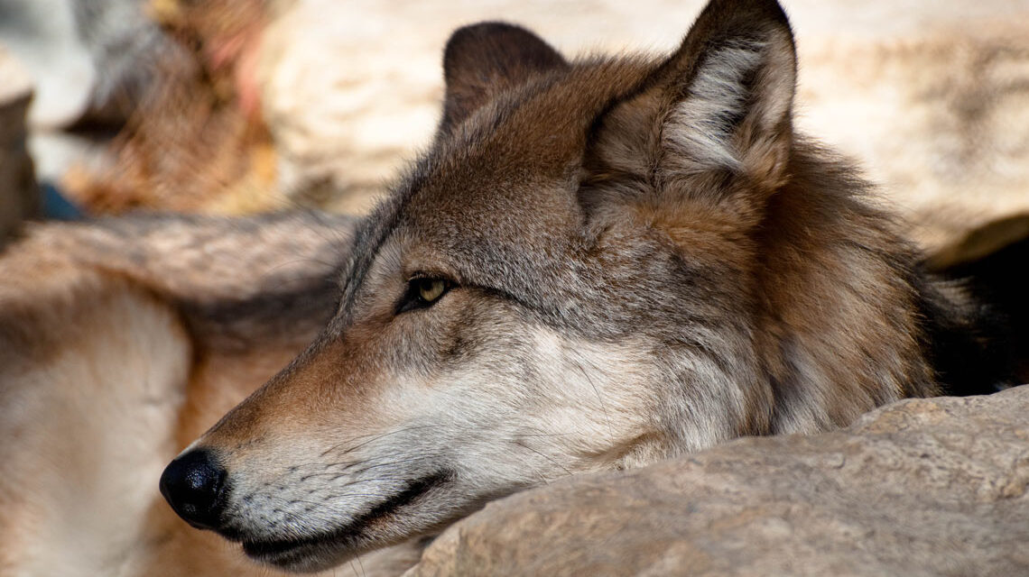 Wolf in der Fasanerie