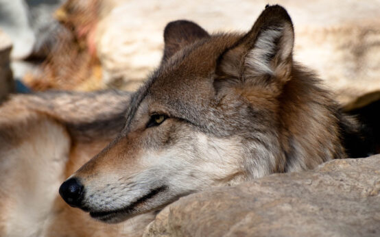 Wolf in der Fasanerie