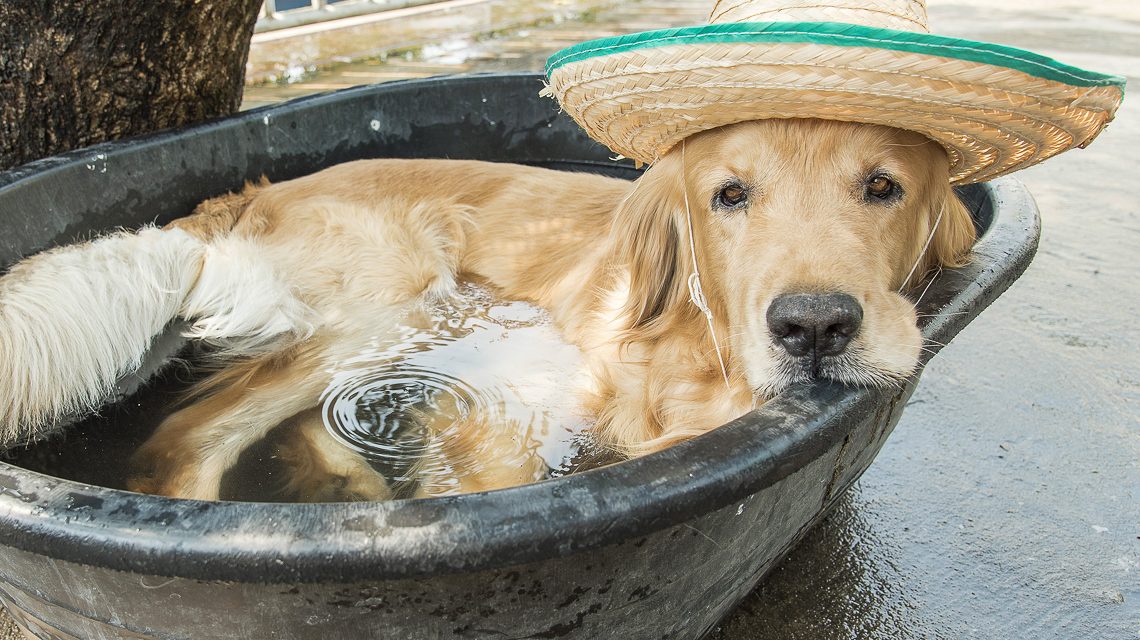 Hundstage, Eigentlich heißeste Zeit des Jahres