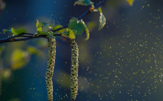 Pollen fliegen durch die Luft. Die Zeit für Pollenallergiker naht.