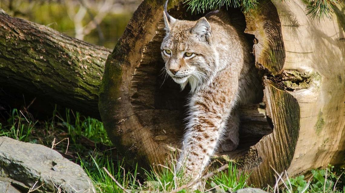 Wildkatzen: „Hund und Katz‘ – ein wilder Vergleich“ ©2020 skeeze auf Pixabay