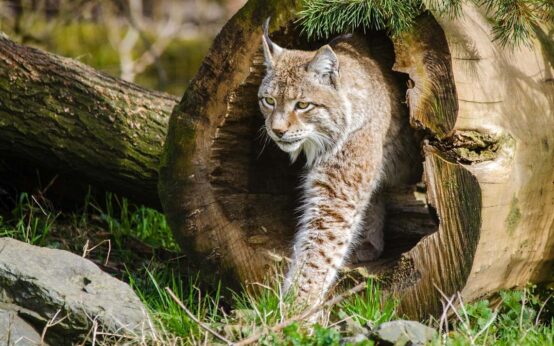 Wildkatzen: „Hund und Katz‘ – ein wilder Vergleich“ ©2020 skeeze auf Pixabay