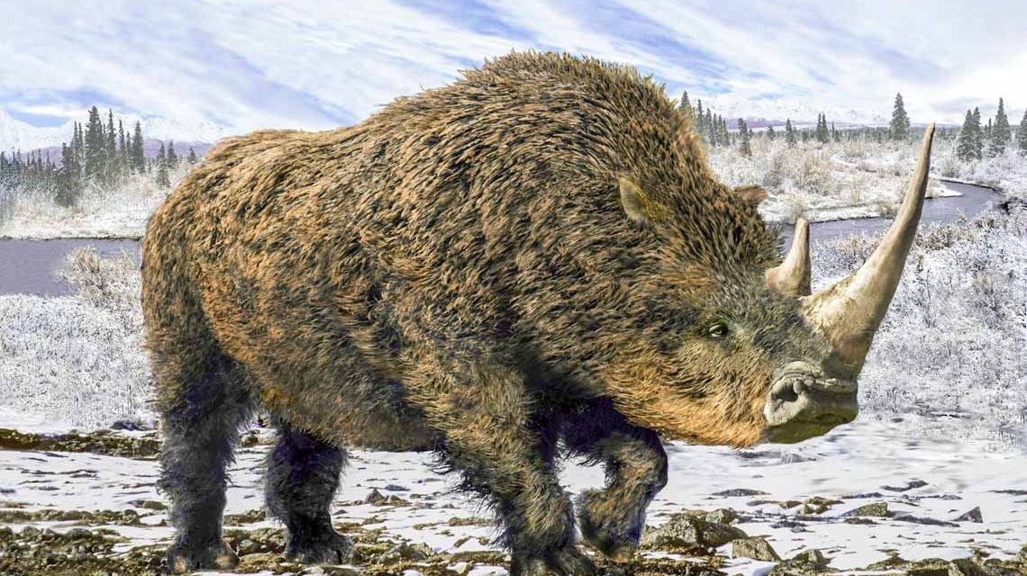 Das Wollnashorn (Coelodonta antiquitatis) lebte in den eiszeitlichen Kältesteppen zwischen Westeuropa und Ostasien. Foto: iStock/aleks1949