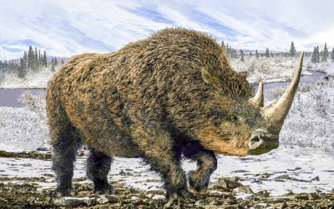 Das Wollnashorn (Coelodonta antiquitatis) lebte in den eiszeitlichen Kältesteppen zwischen Westeuropa und Ostasien. Foto: iStock/aleks1949
