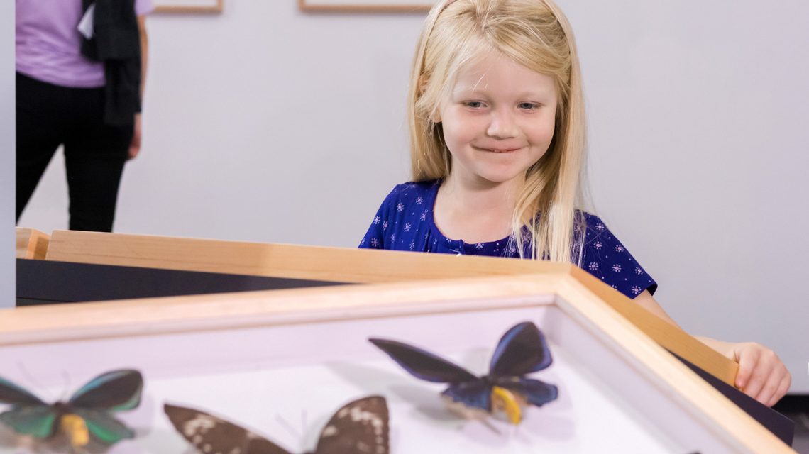 Kind in der Ausstellung Schmetterlingen auf der Spur. Foto: Museum Wiesbaden / Bernd Fickert