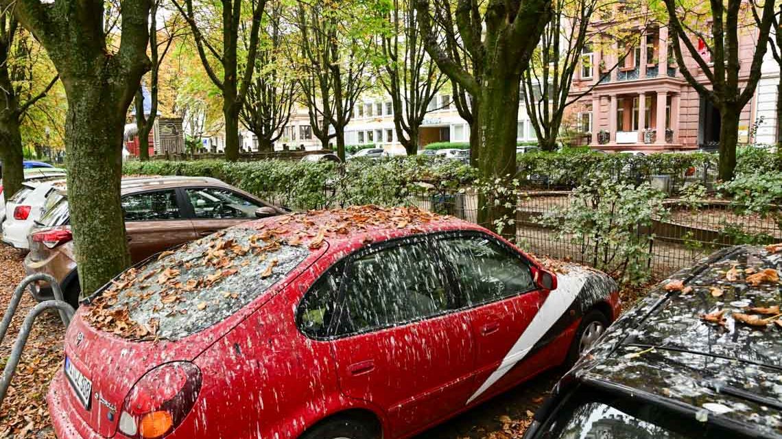 Vogelscheiße der Stare Bild: Volker Watschounek