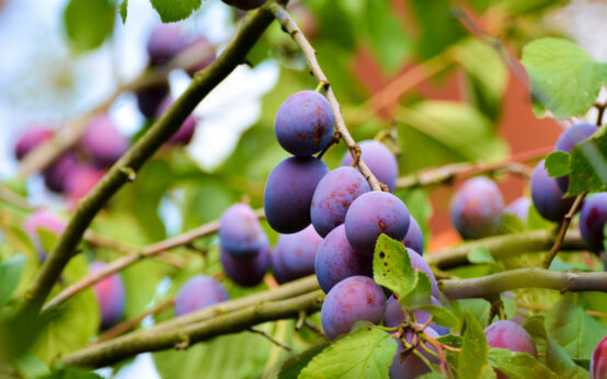 Pflaumenbaum - ©2020 congerdesign auf Pixabay