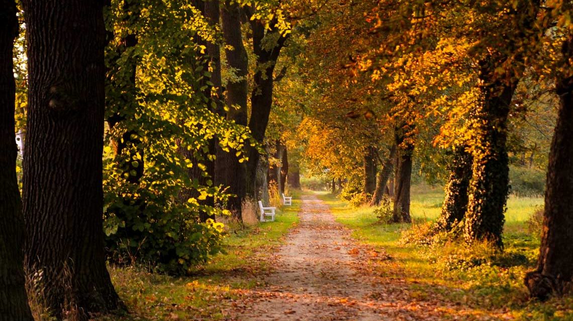 November: Herbst, Baumallee