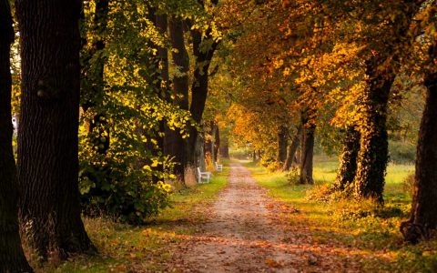 November: Herbst, Baumallee