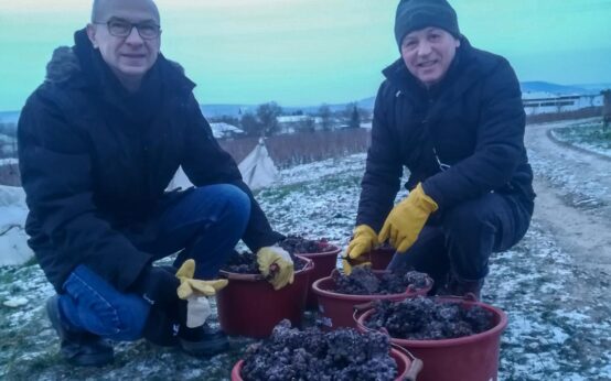Naspa-Vorstandsmitglied Bertram Theilacker, Vorsitzender des Vollrads-Beirates (links) und Schloss Vollrads-Geschäftsführer Ralf Bengel mit dem kostbaren gefrorenen Lesegut der heutigen Eiswein-Ernte.