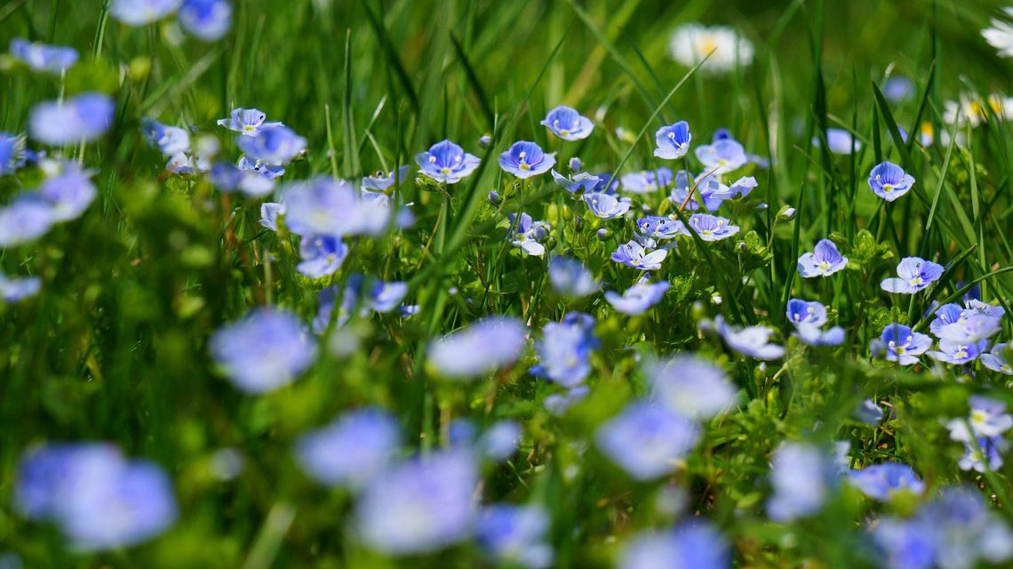 Mit dem Programm Blühende Landschaften und Lebensräume in Wiesbaden fördert Wiesbaden den Erhalt und die Neuanlage von Streuobstwiesen.