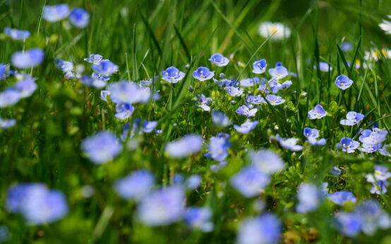 Mit dem Programm Blühende Landschaften und Lebensräume in Wiesbaden fördert Wiesbaden den Erhalt und die Neuanlage von Streuobstwiesen.