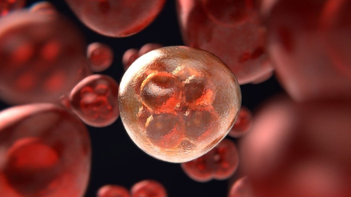 Weltkrebstag : mitosis, Zellen ©2021 Colin-Behrens