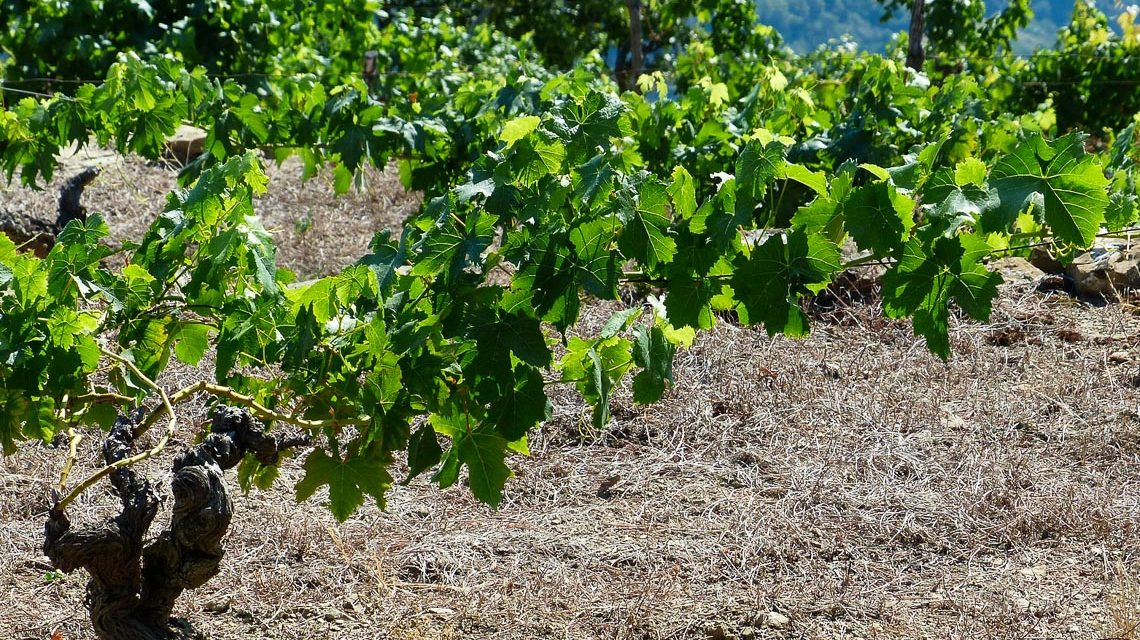 Klimawandel und Weinbau – Stress für die Rebe?