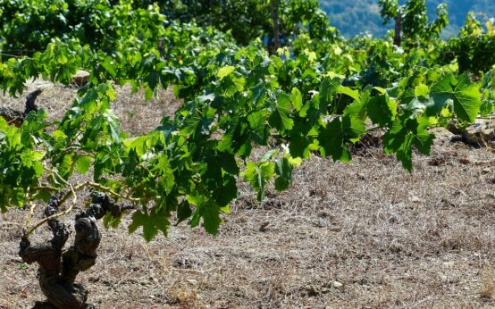 Klimawandel und Weinbau – Stress für die Rebe?