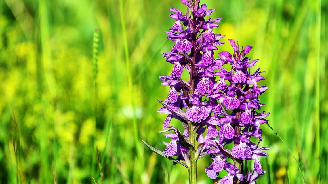 Orchideen ©2021 Bild von RÜŞTÜ BOZKUŞ auf Pixabay