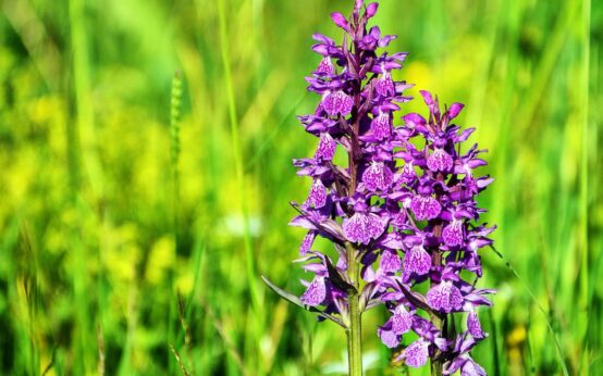 Orchideen ©2021 Bild von RÜŞTÜ BOZKUŞ auf Pixabay