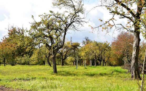Die Streuobstwiesen in Hessloch