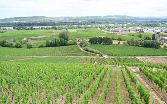 Schloss Johannisberg im Rheingau