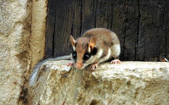 Gartenschläfer – Von Arno Laurent - Eigenes Werk, CC BY-SA 3.0