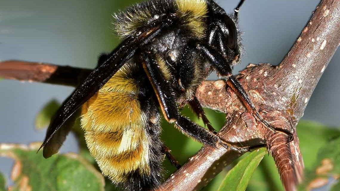 Hummeln und Bienen, Bienenstiche