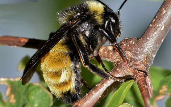 Hummeln und Bienen, Bienenstiche