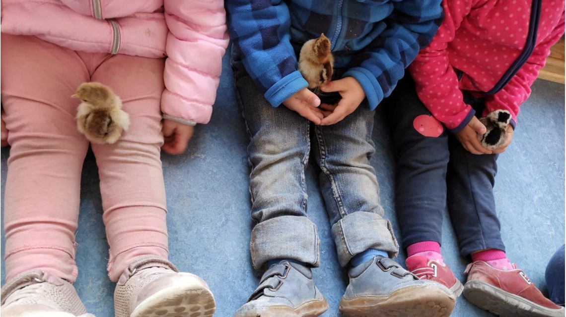 Geschlüpfte Küken fühlen sich wohl