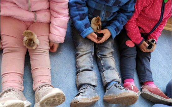 Geschlüpfte Küken fühlen sich wohl