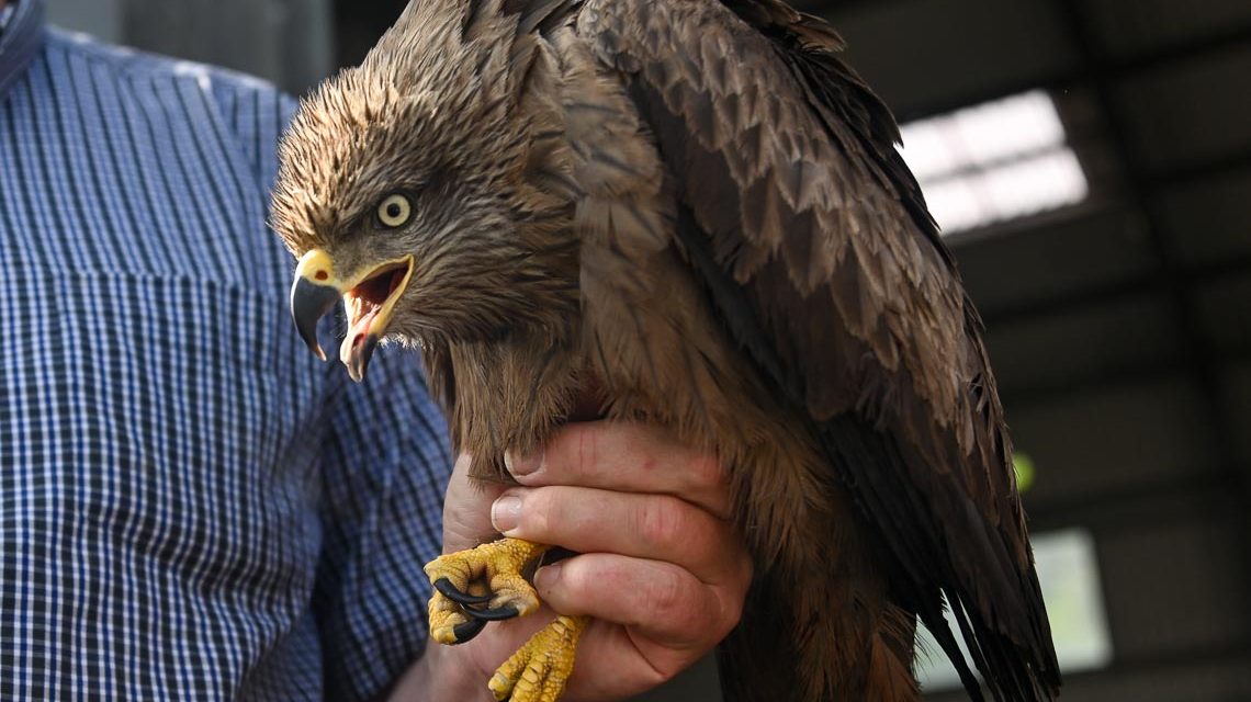 Schwarzmilan in der Mülldemponie