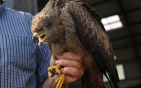 Schwarzmilan in der Mülldemponie