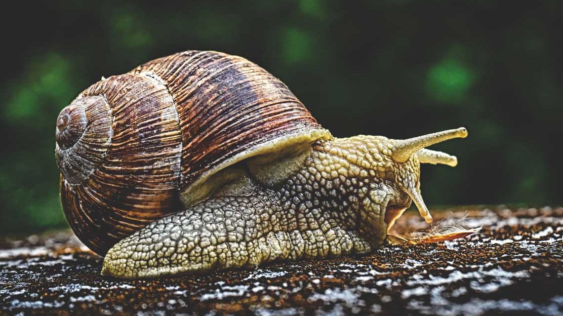 Weinbergschnecke