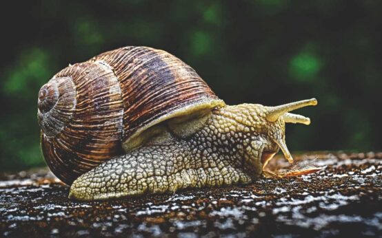 Weinbergschnecke