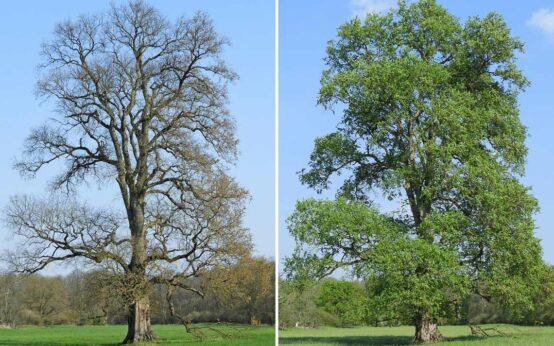 Flatterulmen von Von Christian Fischer, CC BY-SA 4.0