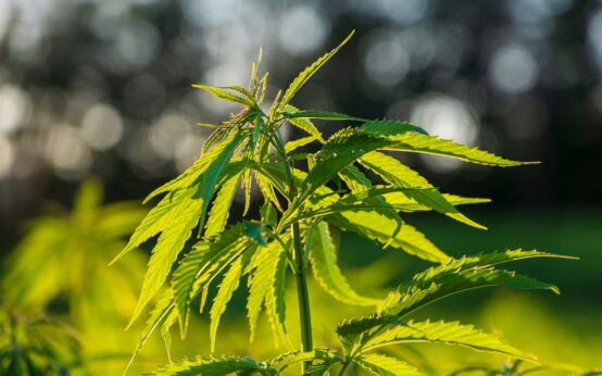 Canabis, Heilpflanze und Rauschmittel in einem. Als Canibidiol vollkommen legal.