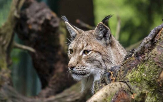 Luchs in der freien Natur zwischen Ästen und Bäumen-
