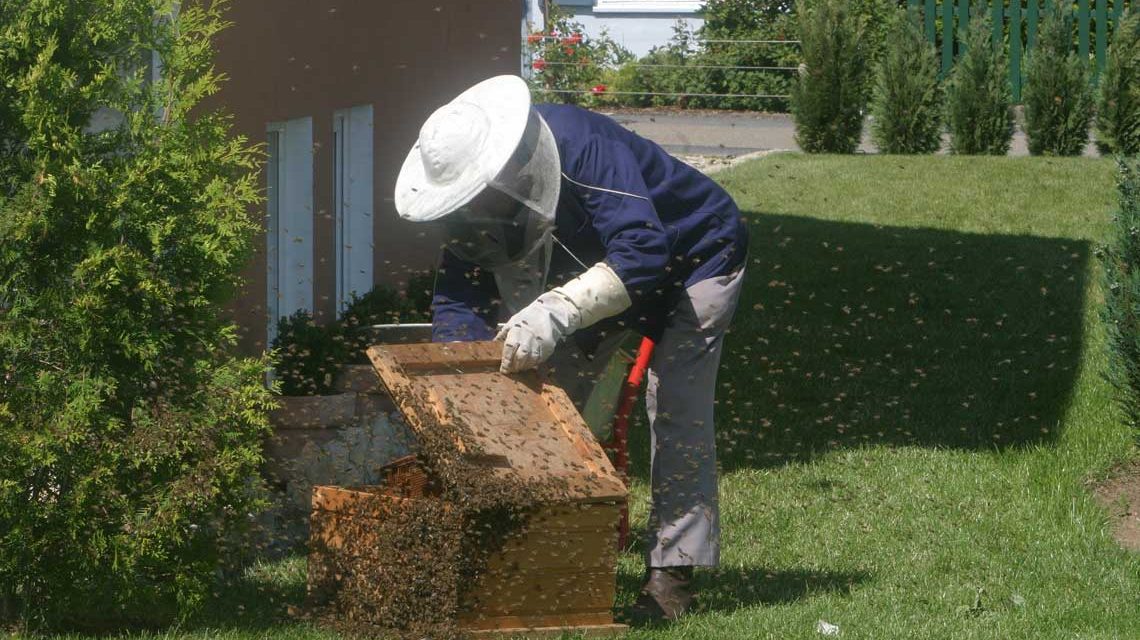 Imker im Garten inmitten eines Bienenvolk