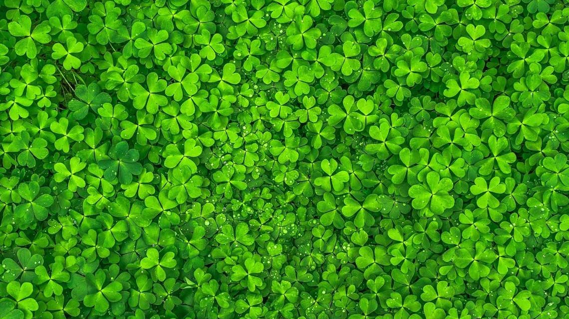 Glückstag und Glücksmomente: Vierblättriges Kleeblatt als Glückssymbol.